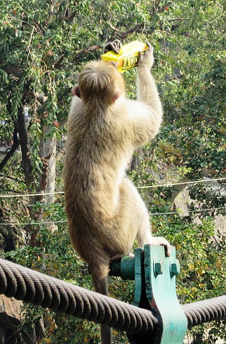 A monkey drinking Frooti from a juice box using its hands