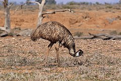 Emu in South Australia
