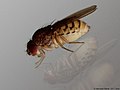 Drosophila meridiana Wheeler, 1942