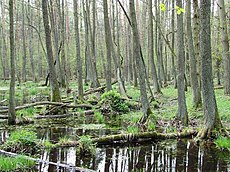 Illustrasjonsbilde av artikkelen Kampinos Forest