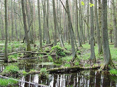 Jak dojechać komunikacją do Dziekanów Leśny - O miejscu docelowym