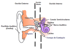 Ear-anatomy-text-portuguese.PNG