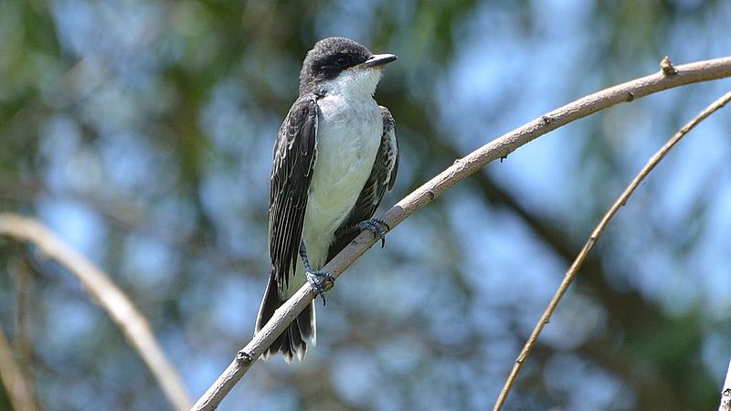 File:Eastern Kingbird - fledgling (9354763966).jpg