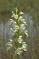 Platanthera leucophaea