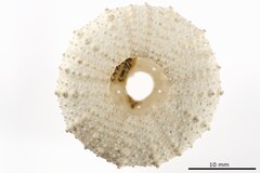 File:Echinus affinis - ECH-000383 hab-ven.tif (Category:Echinodermata in the Natural History Museum of Denmark)