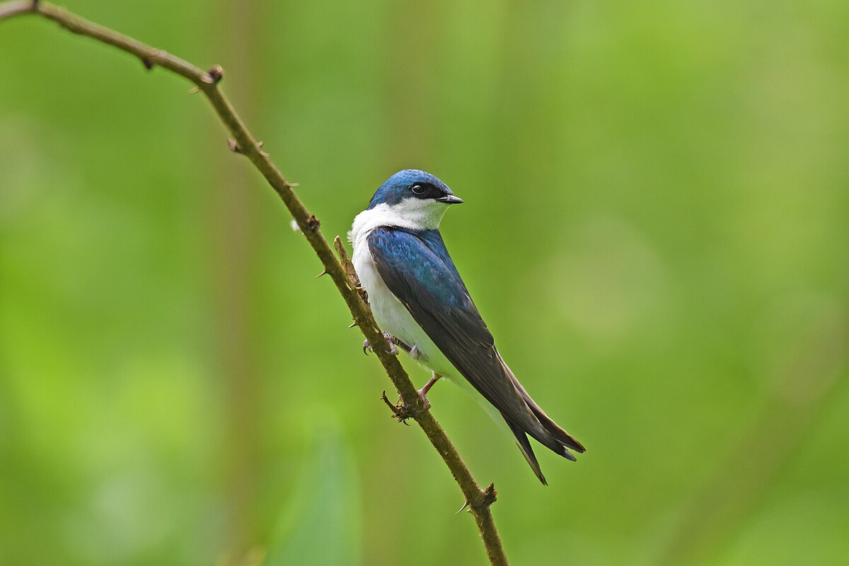 Tree swallow. Av 5w