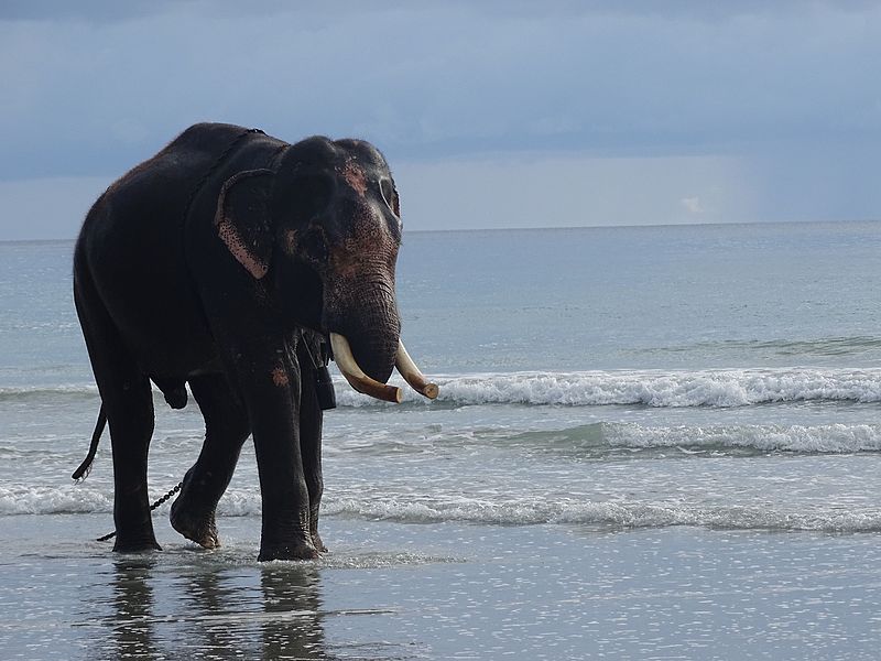 800px Elephant at Andaman and Nicobar Islands