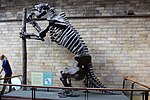 Mounted skeleton of Megatherium.