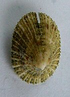 Shell of an Emarginula keyhole limpet Emarginula striatula (top view).JPG