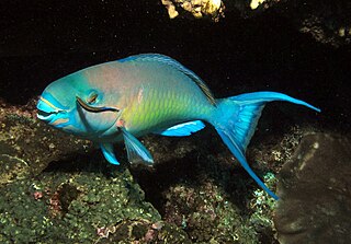 <span class="mw-page-title-main">Ember parrotfish</span> Species of fish