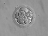 Embryo, 8 cells