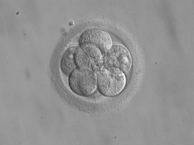Embryo transfer - Wikipedia