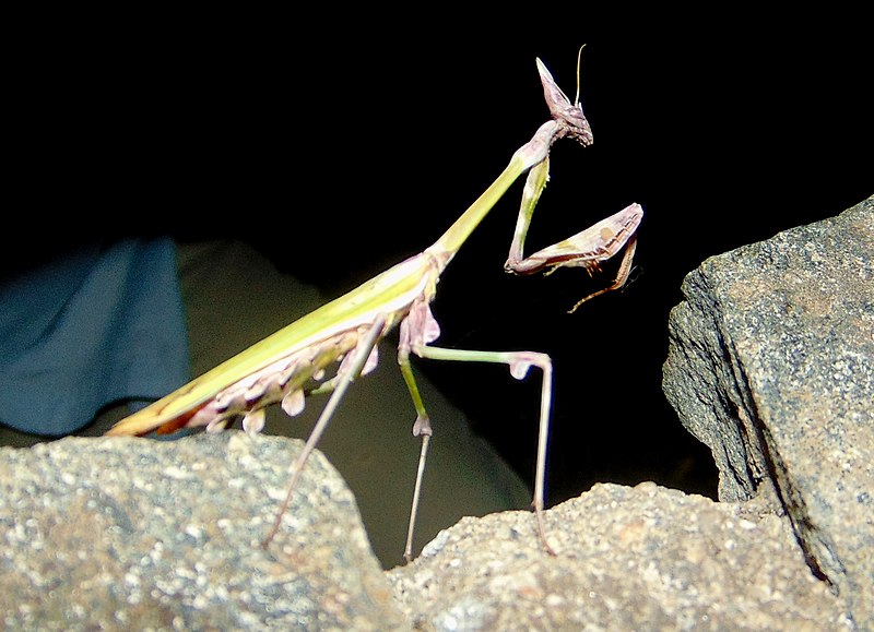 File:Empusa fasciata Serbia.jpg