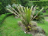 Encephalartos hildebrandtii, Parque Terra Nostra, Furnas, Azoren