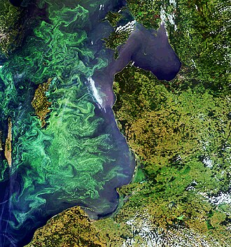 A colourful summer marine phytoplankton bloom fills much of the Baltic Sea in this image captured by Envisat's MERIS on 13 July 2005. Envisat image of a phytoplankton bloom in the Baltic Sea ESA226711.jpg