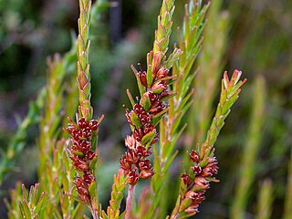 <i>Epacris corymbiflora</i> Species of flowering plant