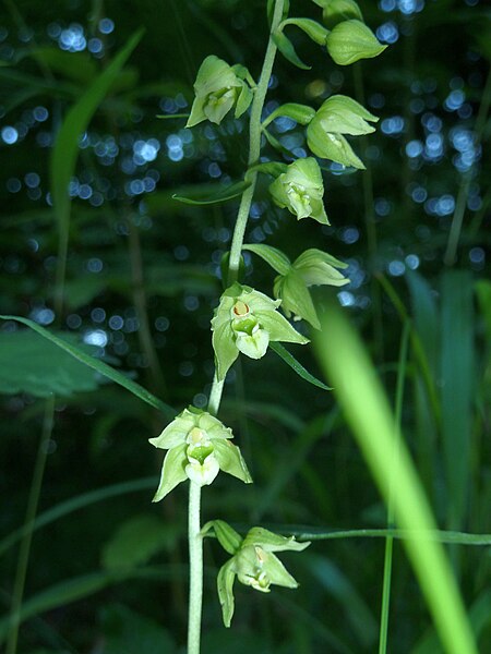 File:Epipactis helleborine 20.JPG