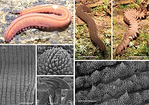 Ver: Définition scientifique, Systématique, Parasitisme