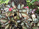 Episcia cupreata, kultivar