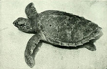 Eretmochelys imbricata.