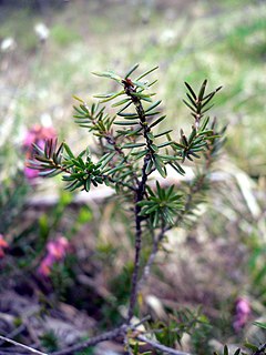 Erica herbacea - Wikipedia, la enciclopedia libre