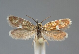 <i>Eriocrania alpinella</i> Moth species in family Eriocraniidae
