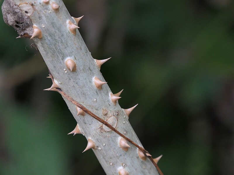 File:Erythrina variegata 118670002.jpg