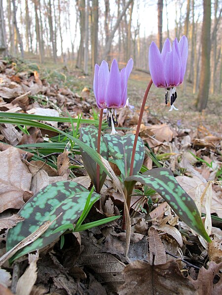 File:Erythronium dens-canis in national natural monument Mednik (06).jpg