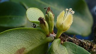 <i>Erythroxylum vaccinifolium</i> species of plant