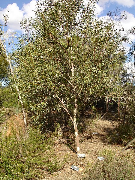 File:Eucalyptus gregsoniana.jpg