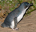 * Nomination A fairy penguin (eudyptula minor) seen on Bruny Island, Tasmania (by JJ Harrison) --SHB2000 05:21, 2 January 2023 (UTC) * Decline  Oppose Too small; less than 2 megapixels. And please, don't use flash when taking pictures of animals. --Tournasol7 06:34, 2 January 2023 (UTC)