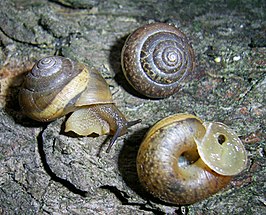 Euomphalia strigella