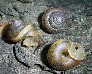 Great leaf snail (Euomphalia strigella)