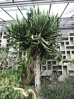 <i>Euphorbia triangularis</i> Species of succulent plant found in southern Africa