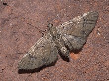 Eupithecia peckorum P1180750a.jpg