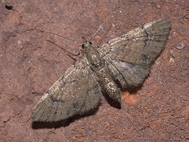 Eupithecia peckorum