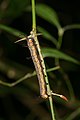 * Nomination Euploea core larva on Carissa carandas --Jkadavoor 15:52, 19 September 2016 (UTC) * Promotion Good quality. --Ermell 19:07, 19 September 2016 (UTC)