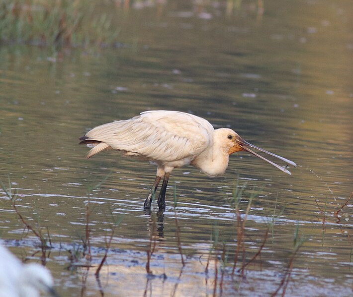 File:Eurasian spoonbill.jpg