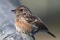 * Nomination European stonechat, juvenile (Saxicola rubicola) --Dysprositos 19:28, 23 September 2018 (UTC) Good image but the categories are overcategorized, can you fix that? --Basotxerri 20:17, 23 September 2018 (UTC)  Support Good quality. --JoachimKohlerBremen 21:38, 23 September 2018 (UTC) Thank you! I've removed some categories. --Dysprositos 21:47, 23 September 2018 (UTC) * Promotion {{{2}}}