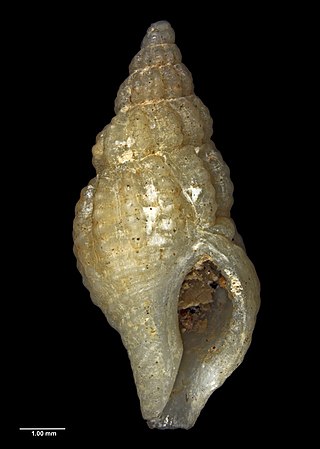 <i>Euthrenopsis</i> Genus of gastropods