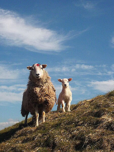 File:Ewe and lamb near Scout Green - geograph.org.uk - 3422974.jpg