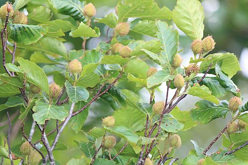 Бук. Fagus crenata. Бук городчатый. Бук крупнолистный. Бук Европейский плод.