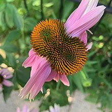 An example of fasciation, or "cresting," on a coneflower (Echinacea).