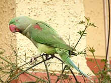 Female Alexandrine Parakeet 4.jpg