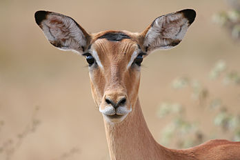 Femelle d'impala, bovidé des savanes africaines, dans le parc national de Mikumi, en Tanzanie. (définition réelle 3 888 × 2 592)