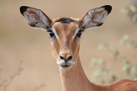 ♀ Aepyceros melampus (Impala)