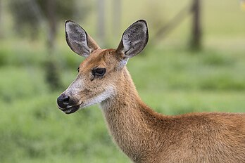 Fêmea do cervo-do-pantanal (Blastocerus dichotomus) em Itirapina, São Paulo, Brasil. (definição 2 264 × 1 509)