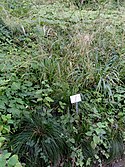 Festuca heterophylla - Botanical Garden, University of Frankfurt - DSC02592.JPG