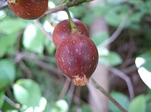 Ficus erecta6.jpg