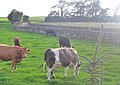 Fields at Newton Farm - geograph.org.uk - 1419805.jpg
